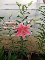 [4197 Sorbonne TL No101.JPG]